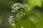 Sweet cicely <BR>Anise-root <BR>longstyle sweetroot